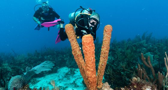 scuba diving bayahibe